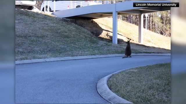 Pet wallaby bounces around college campus, returned home safe - Vimarsana News