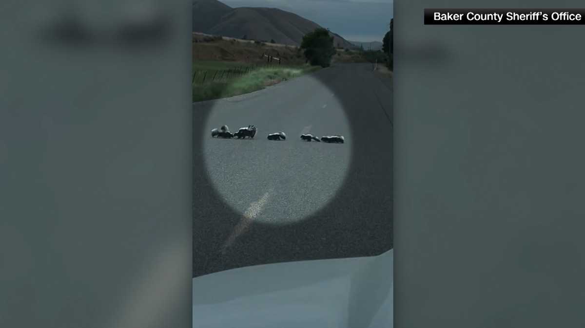 Video: Deputies wait as a skunk ushers her babies across a road