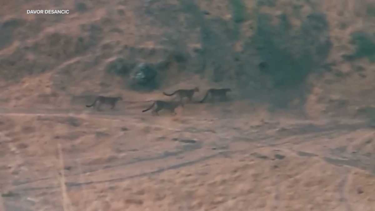 Video shows suspected mountain lion family on hiking trail in San Francisco's East Bay region