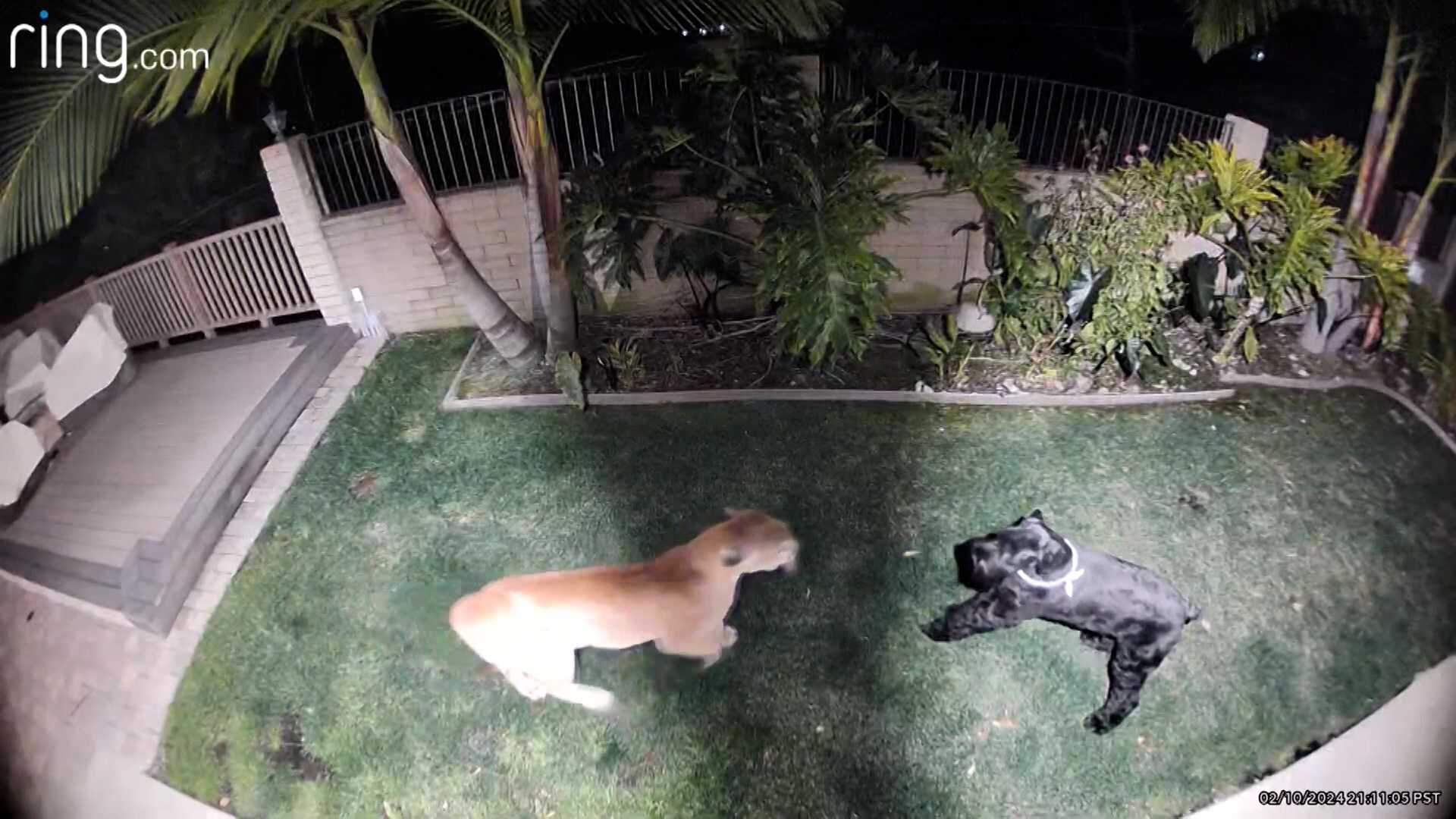 Mountain Lion Attacks Family Dog