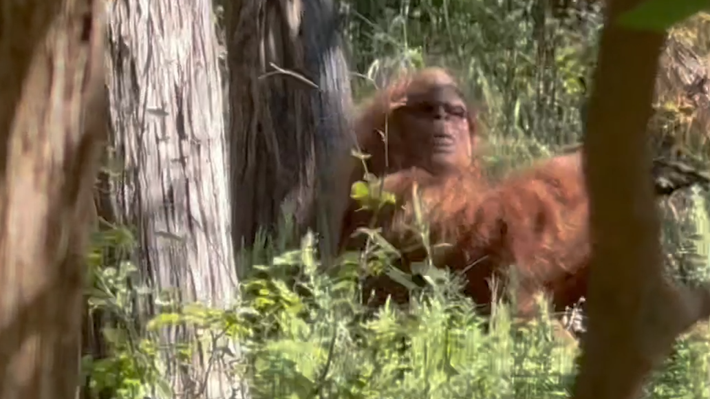 An Oklahoma man's video goes viral after spotting “Bigfoot.”