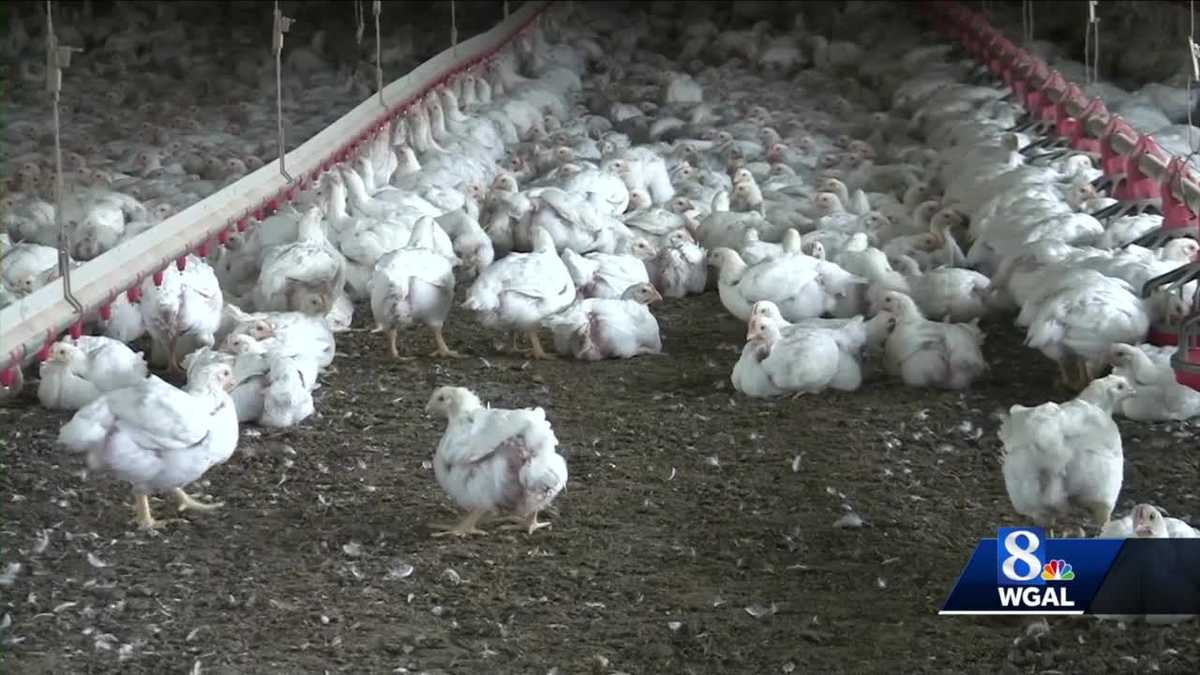 L’influenza aviaria è stata trovata in altri 2 allevamenti di pollame nella contea di Lancaster, in Pennsylvania