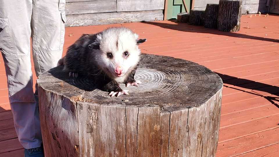 Sorry , Alabama : Birmingham Jill predicts six more weeks of winter