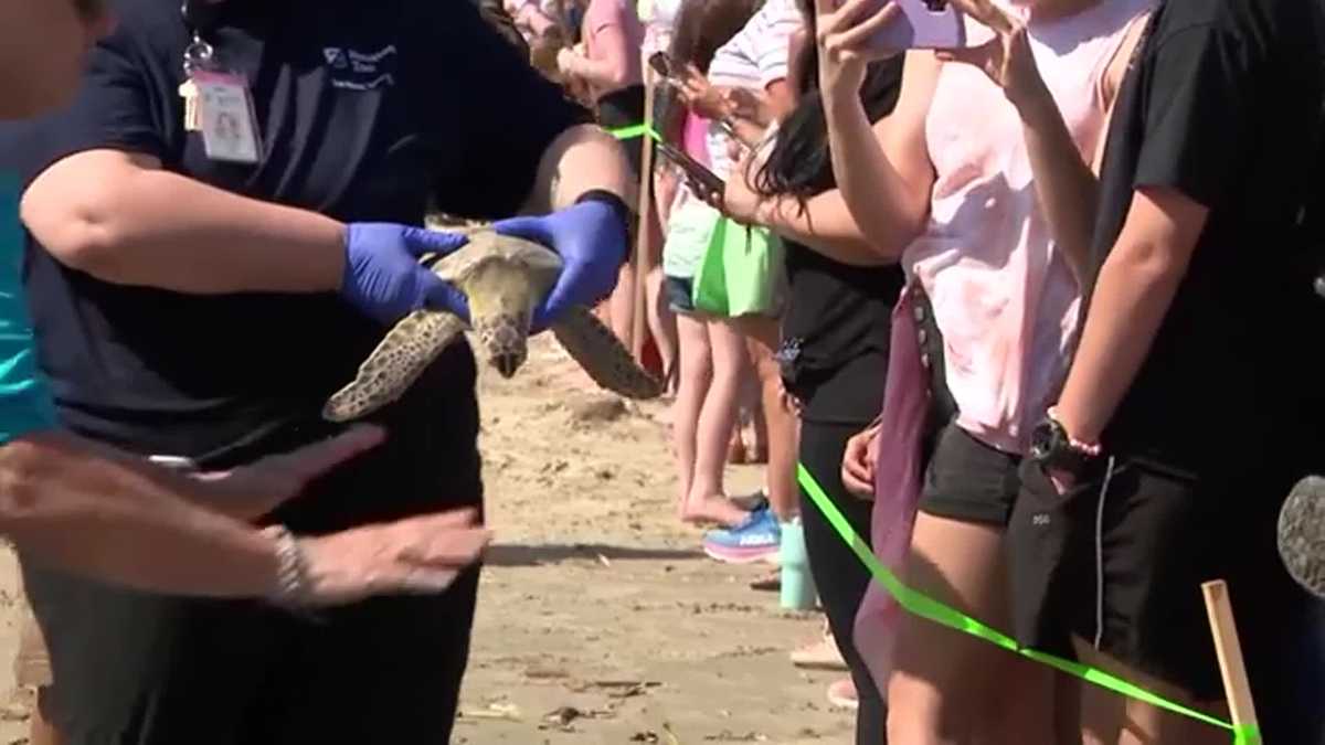 12 green sea turtles released back into the Gulf after being ...