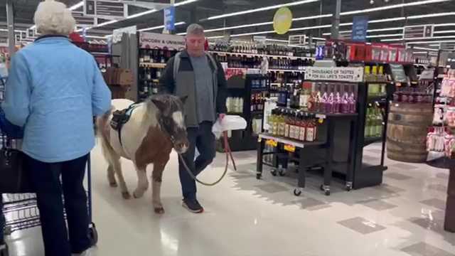 Veteran shows off miniature horse, who is his service animal - Vimarsana News