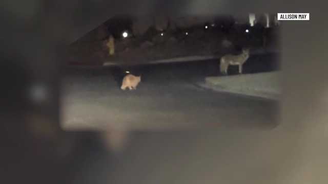 'I thought they were hanging out': Video shows orange house cat following coyote at night