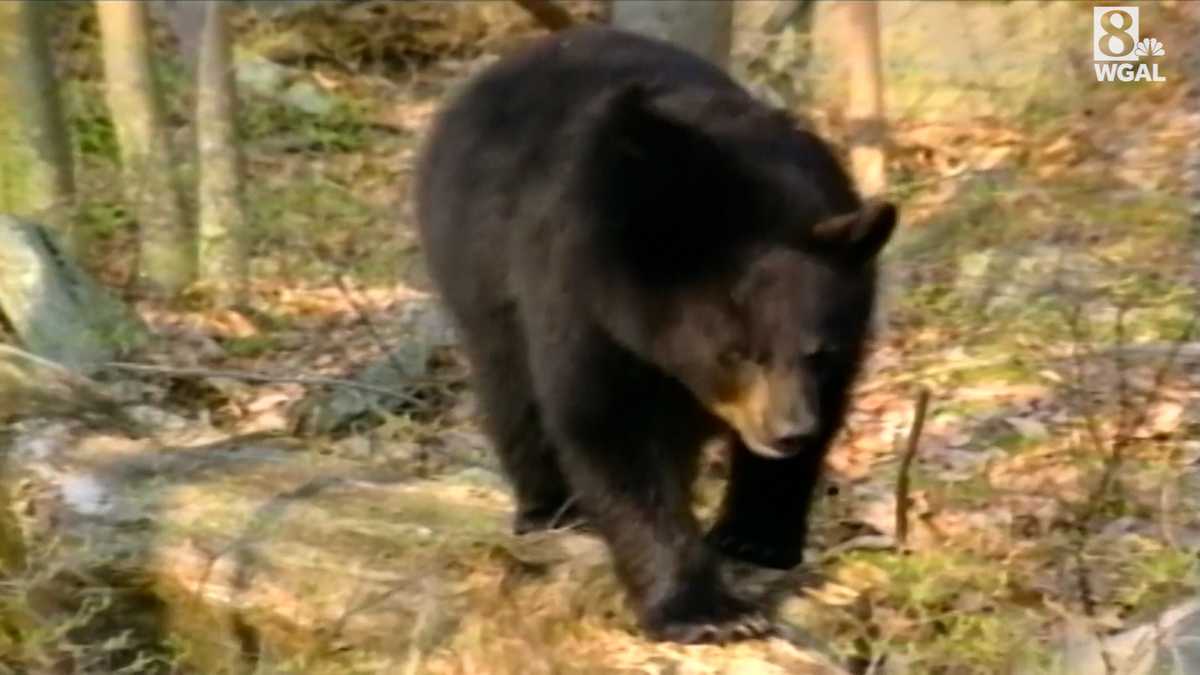 Pa. hunters take half a dozen 600-plus-pound bears in 2023