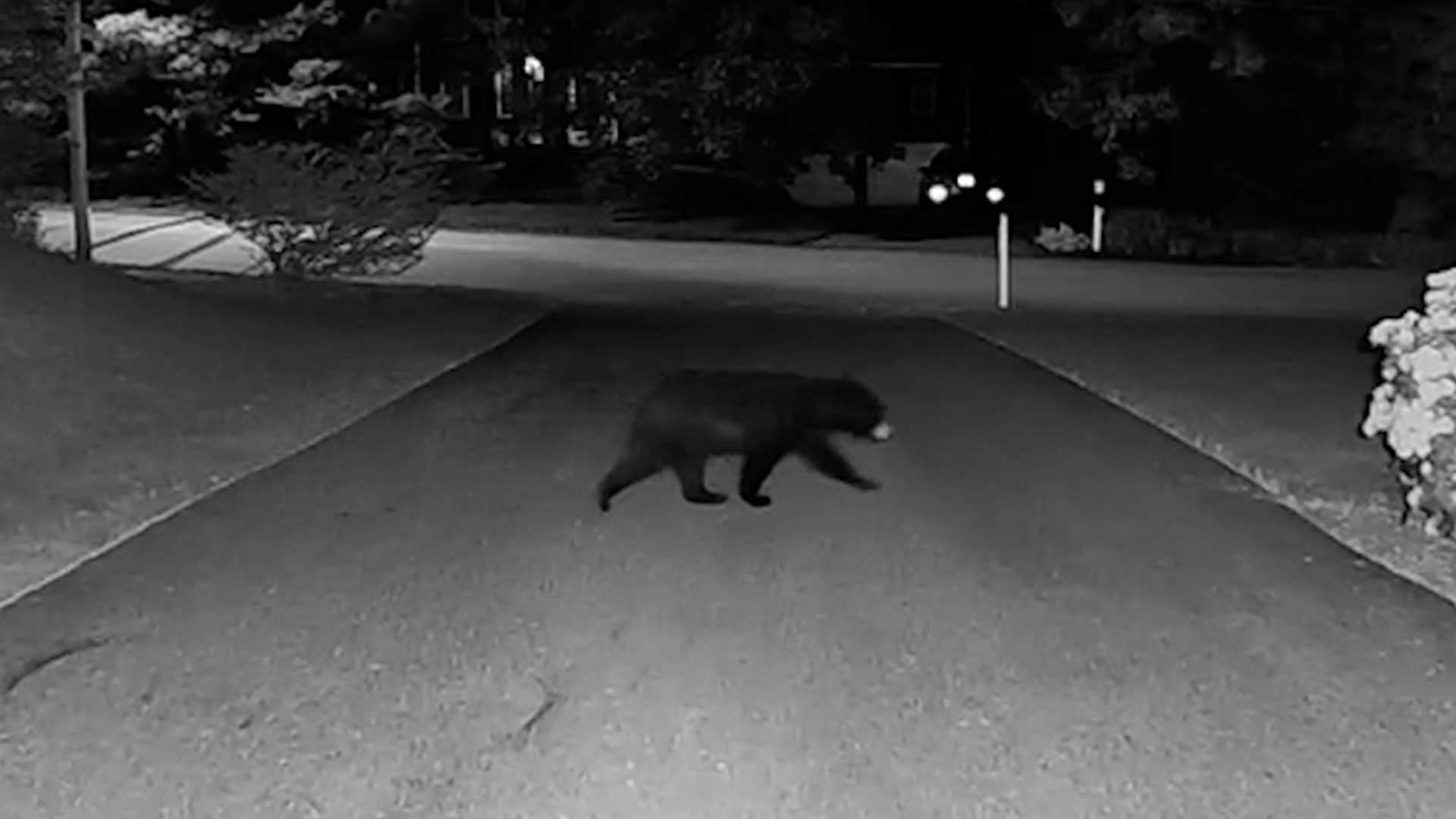 Video: Bear casually strolls through front yard in Walpole, Mass. - Vimarsana News