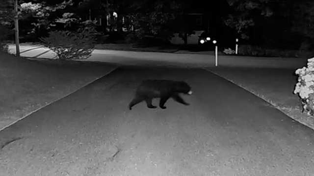 Video: Bear casually strolls through front yard in Walpole, Mass. - Vimarsana News