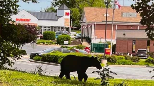 Multiple bear sightings in busy areas of Lancaster County, Pa. - Vimarsana News