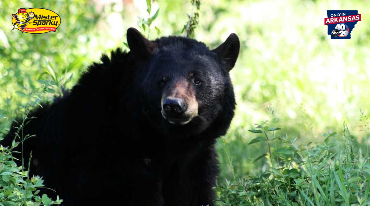 Staying Safe Around Bears