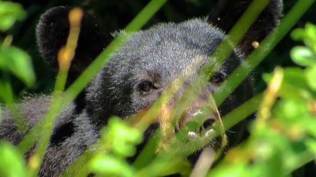 New Hampshire campground closed because of bears - Vimarsana News