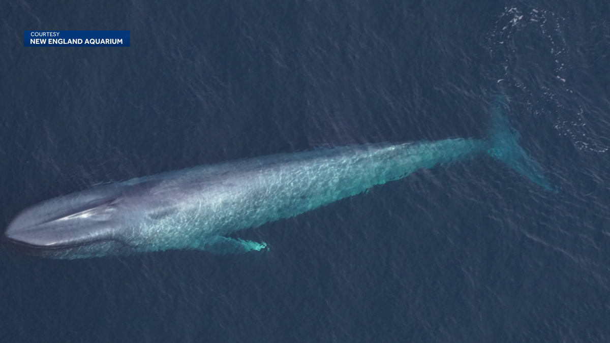 Three endangered blue whales spotted off New England