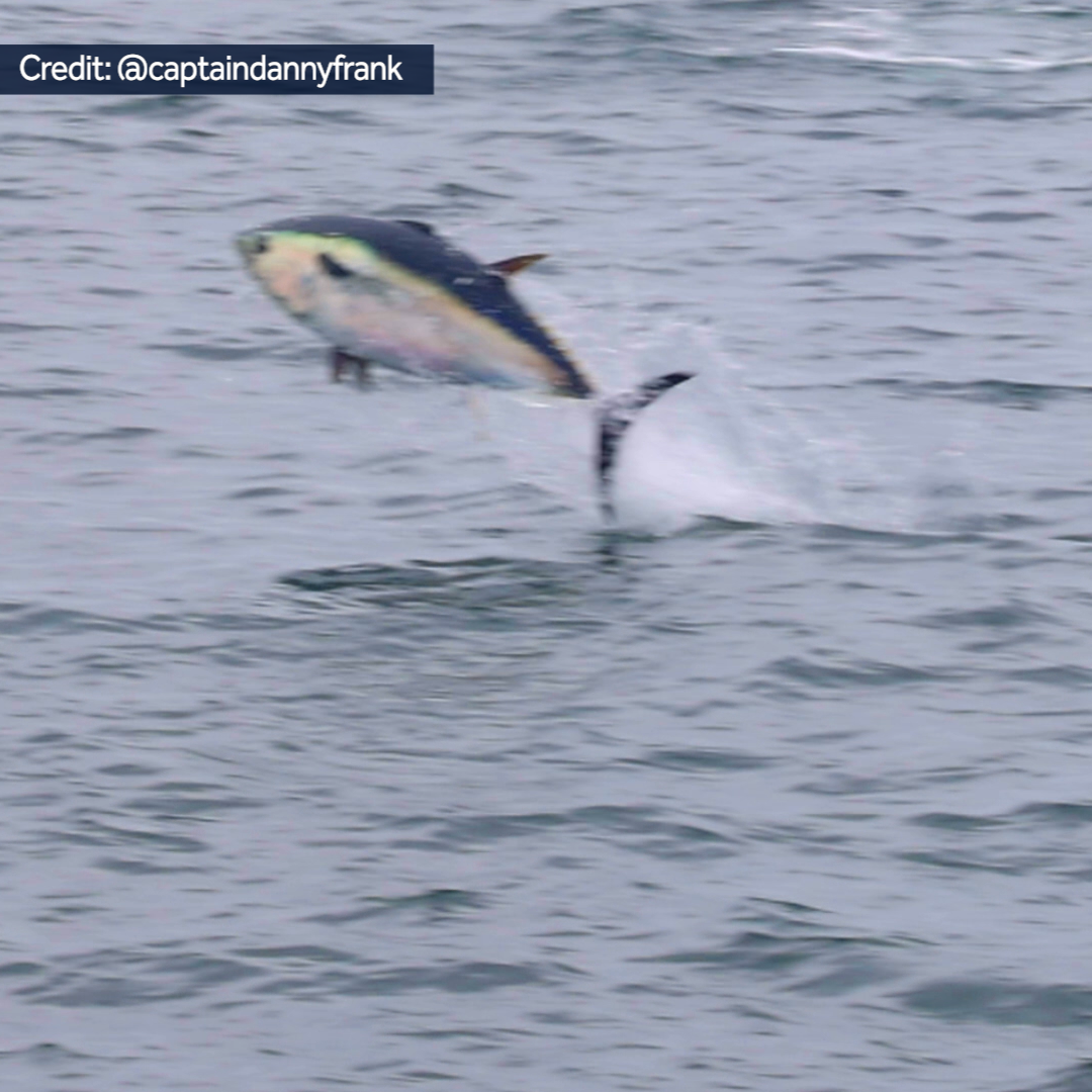 Video reveals bluefin tuna flying out of water for meals