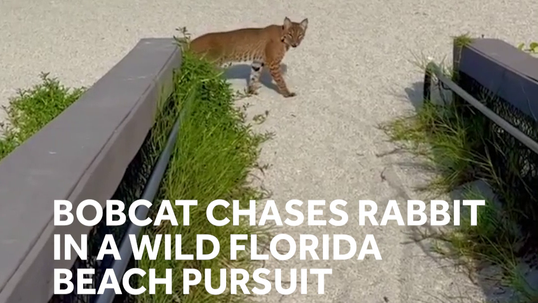 Must see: Bobcat caught on cam chasing a rabbit on Venice Beach in Florida