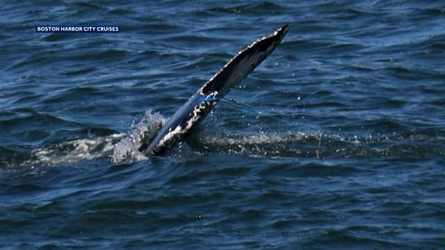 Entangled whale in Boston Harbor freed from fishing line - Vimarsana News
