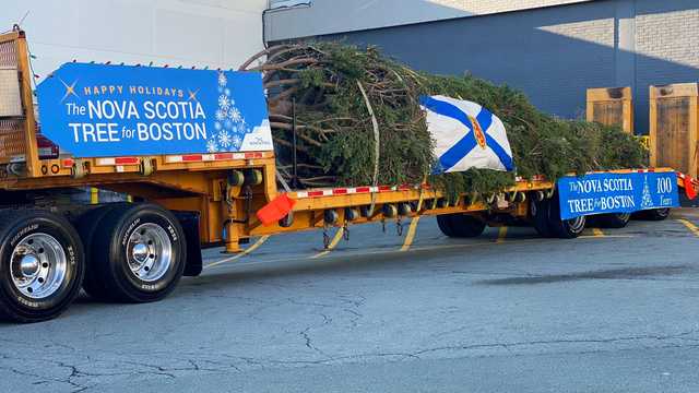 Boston's official Christmas tree arrives in Mass. from Canada - Vimarsana News