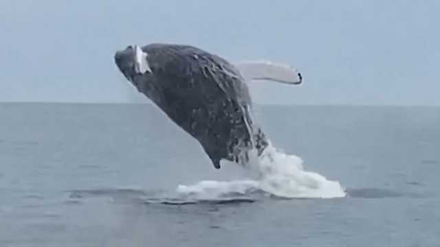 New England study shows how climate change affects whale behavior - Vimarsana News