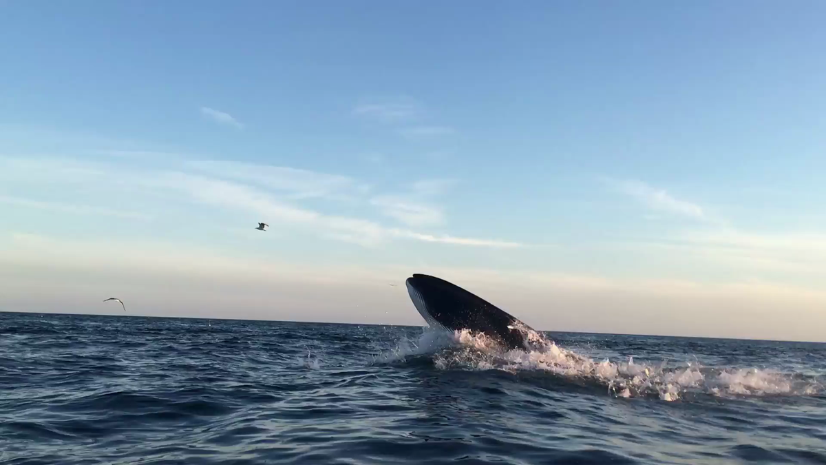 Video Kayaker has close encounter with two whales off Gloucester coast