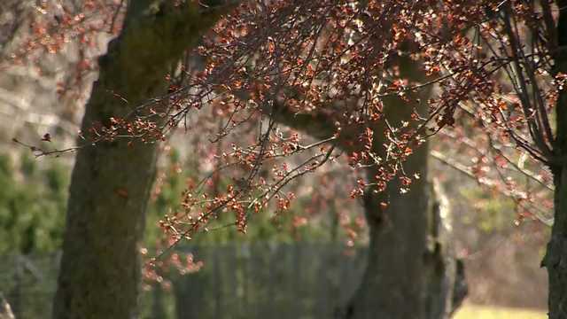 Boston doctor answers questions about seasonal allergies in Mass. - Vimarsana News