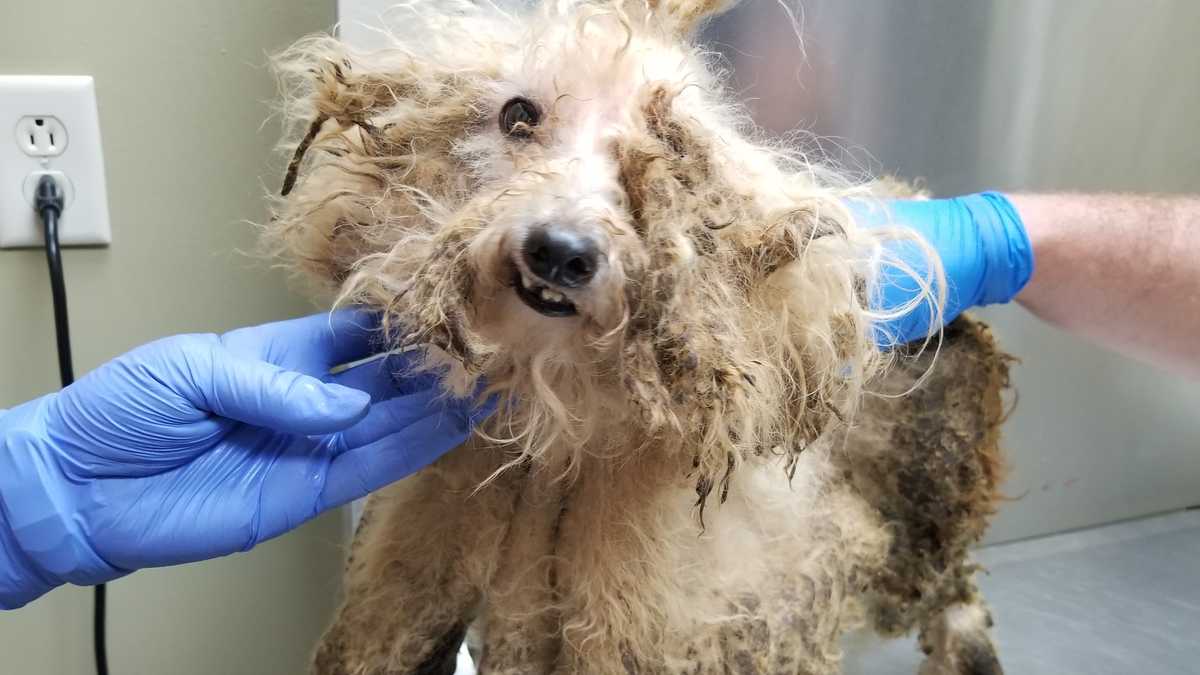 43 Dogs found dead at Delaware home; Survivors at area animal shelter