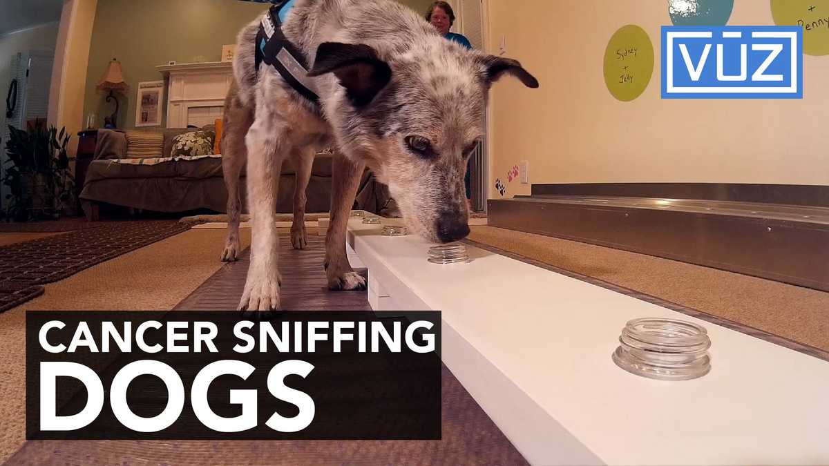 sniff-4-life-hopes-to-prove-dogs-can-detect-cancer