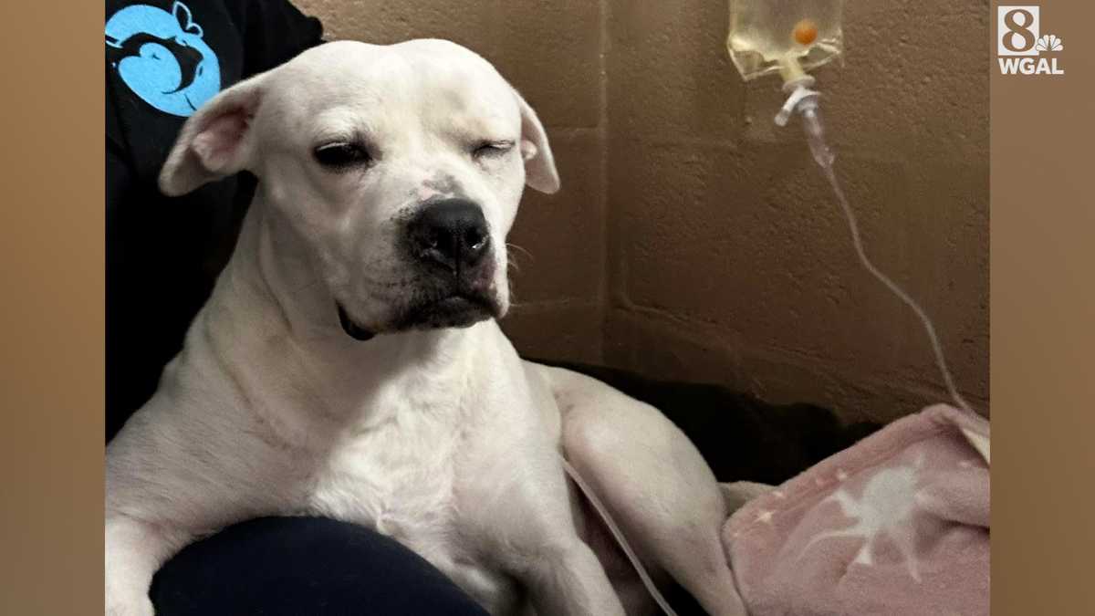 Un refugio de animales en el condado de Cumberland trata a 50 perros enfermos
