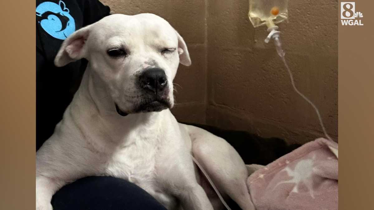 Un rifugio per animali nella contea di Cumberland cura 50 cani malati