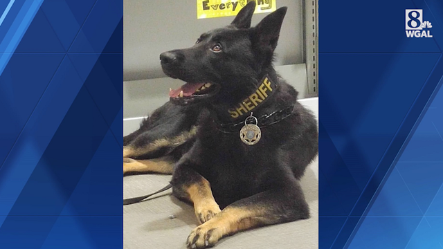 York County sheriff's office K-9 retires - Vimarsana News