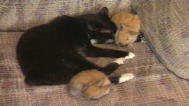 Cute alert! Cleo the cat was heartbroken in 1995 until two baby bunnies hopped into her life