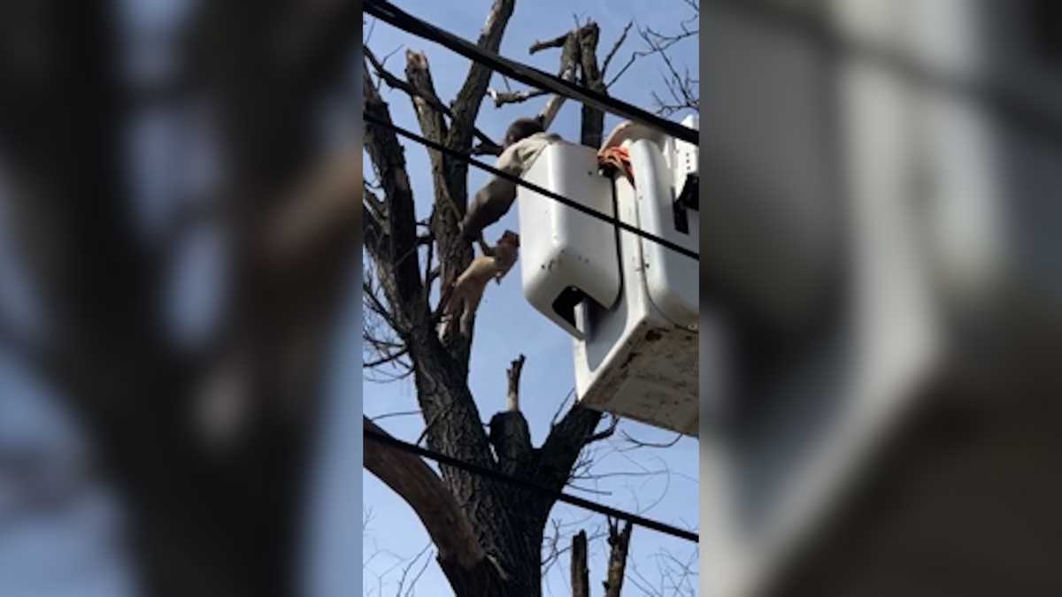 Cat stuck in tree rescued by good Samaritan