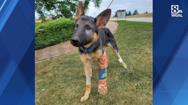 Beaten puppy released from animal hospital in York County - Vimarsana News