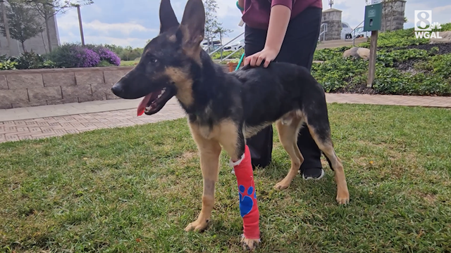 Severely beaten puppy nearly ready for adoption, York County SPCA says - Vimarsana News