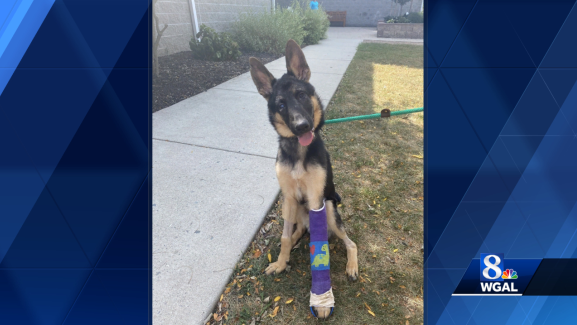 No arrests yet in case of severely beaten puppy in York - Vimarsana News