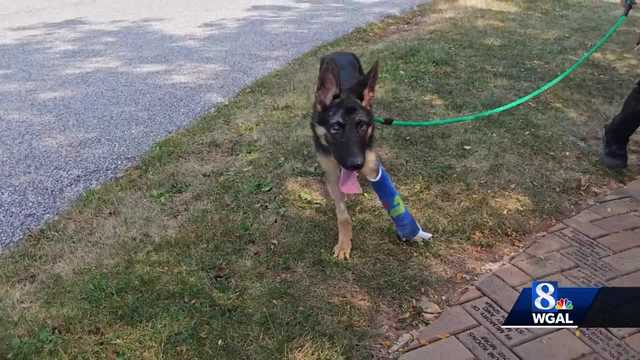 Badly beaten dog continues on road to recovery in York County - Vimarsana News
