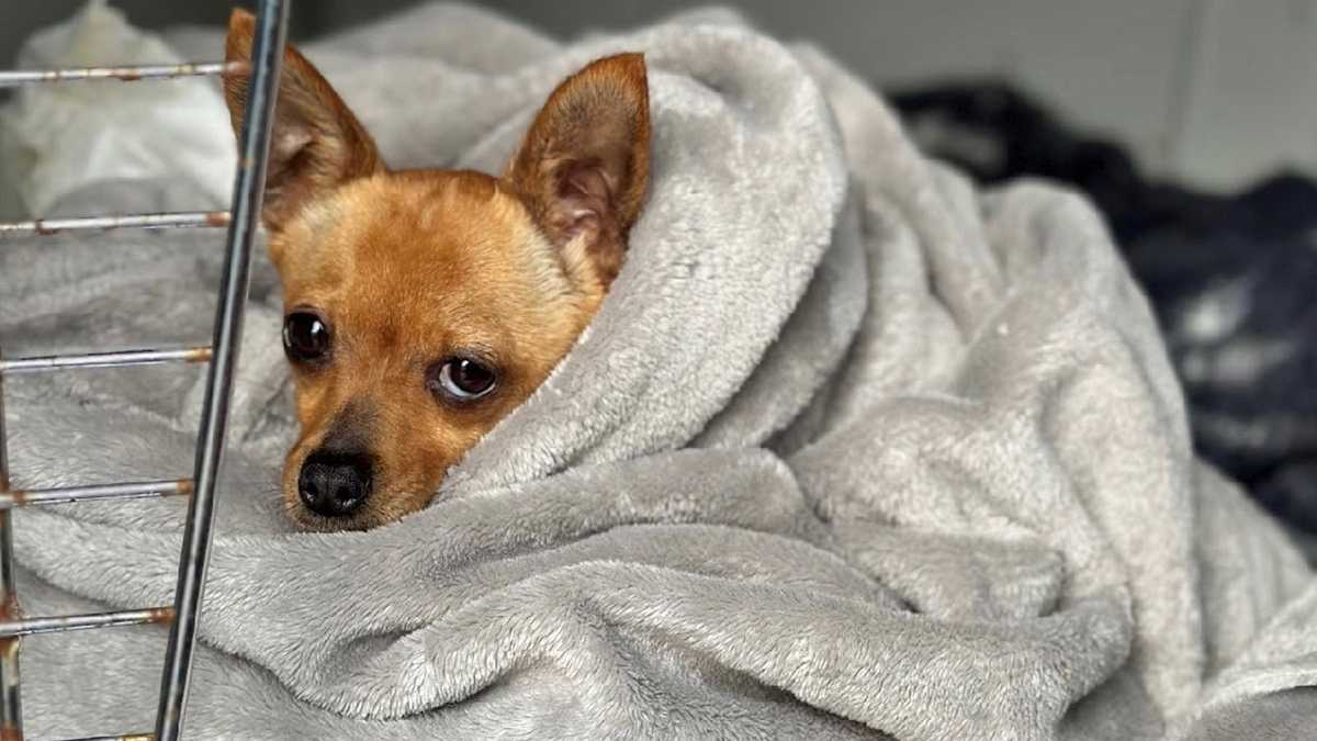 Small dog hit by car in Massachusetts suffers severe pelvis fracture, MSPCA says - WCVB Boston