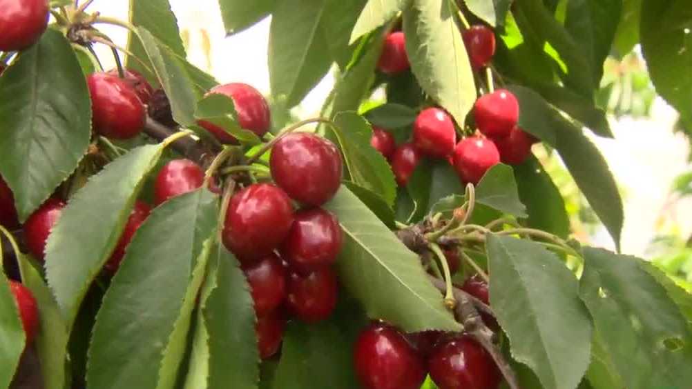 Cherry Crops Seem To Survive Norcal Storms Growers Say 6564