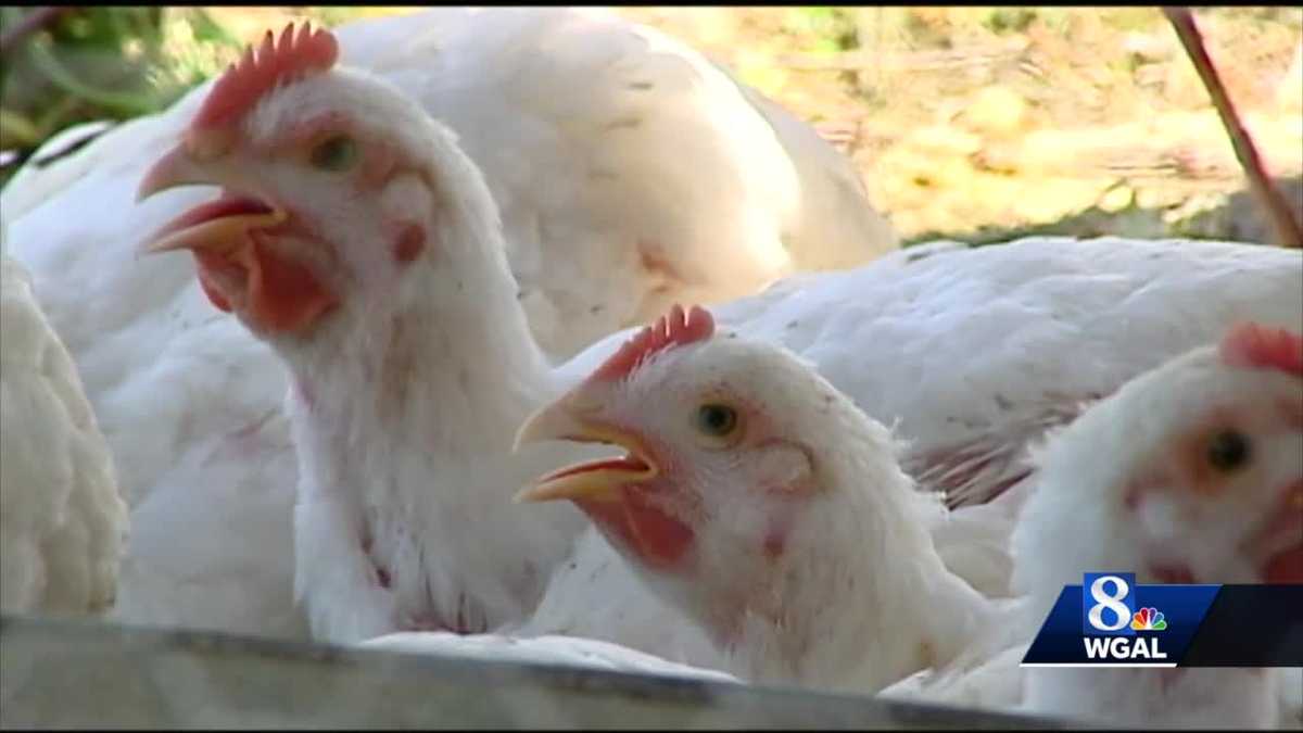 In Pennsylvania is een nieuw geval van vogelgriep ontdekt