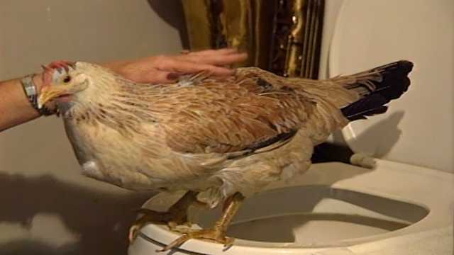 RETRO FIND: Potty-trained chicken also wore makeup - Vimarsana News