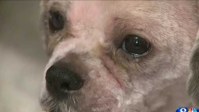 Dog finds new home after seven months on the run - Vimarsana News
