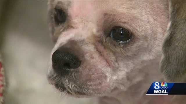 Dog has new home in Lancaster after seven months on the run - Vimarsana News