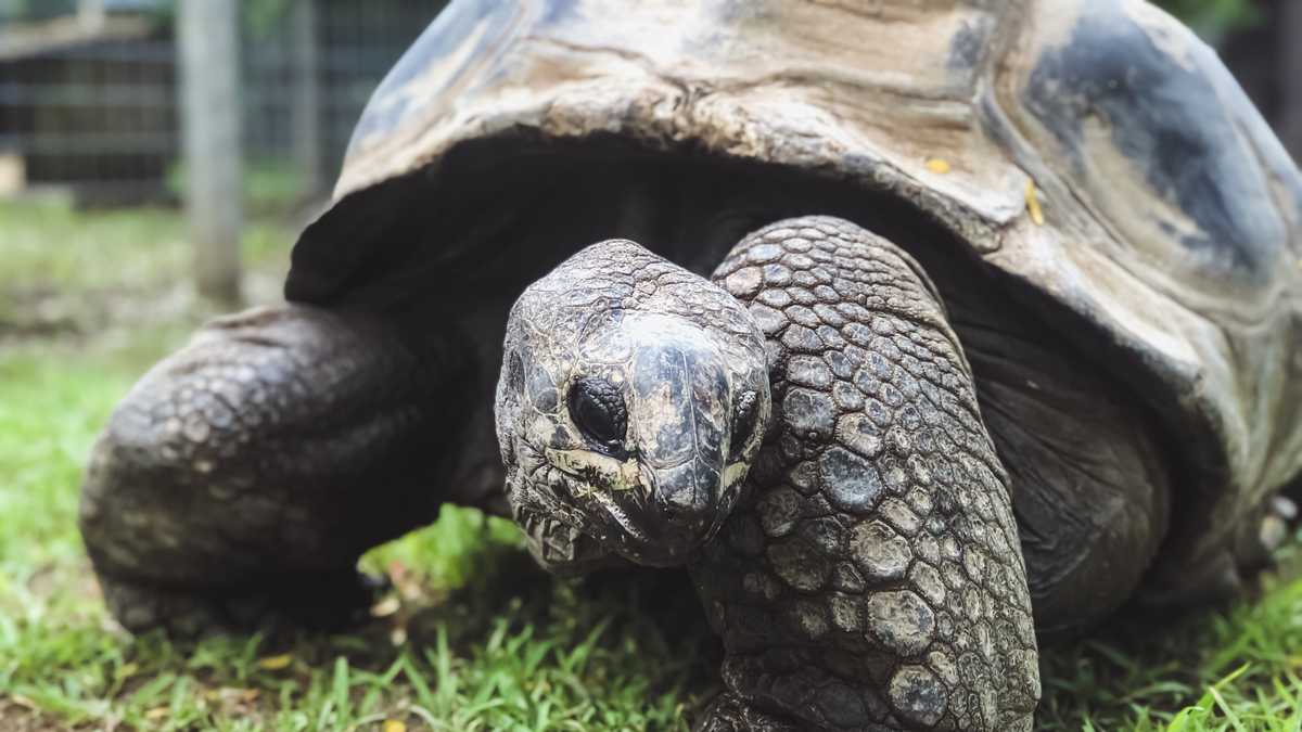 'zoo View:' Meet Aldabra And African Spurred Tortoises