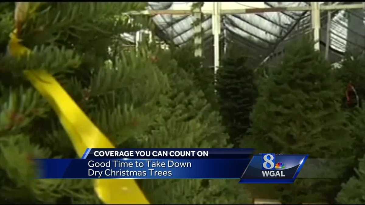 What to do with your Christmas tree