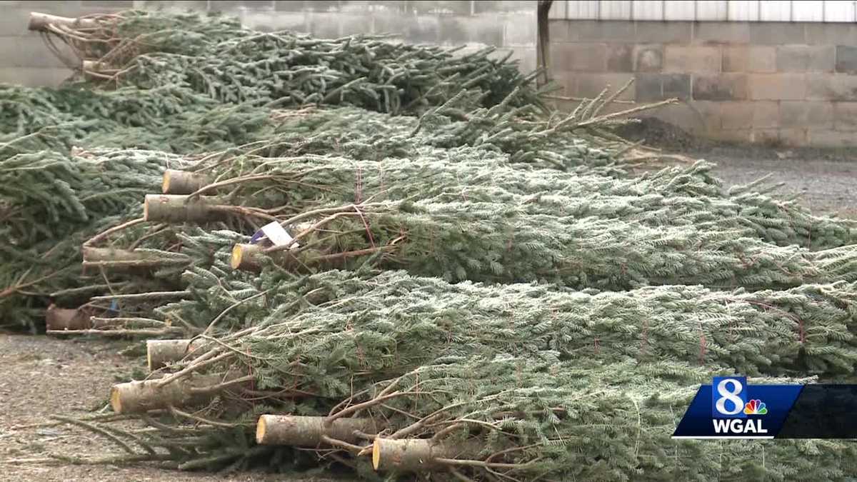 Fewer Christmas trees = higher prices