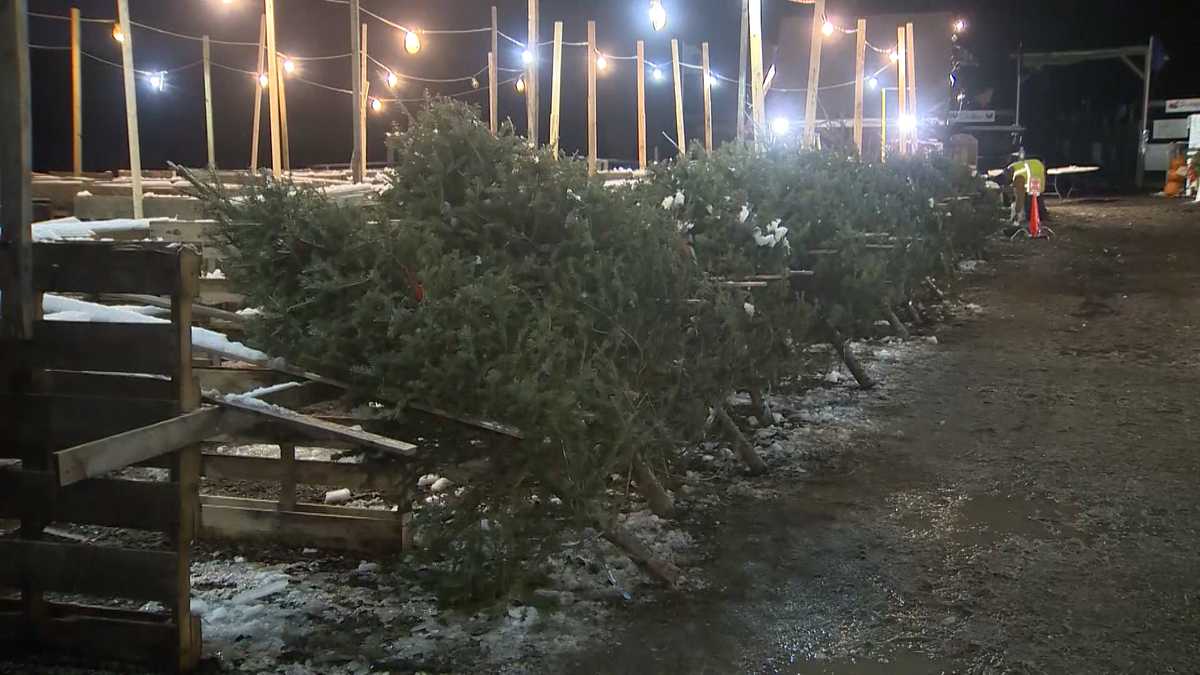 'I'm startled' Christmas trees selling fast in Massachusetts