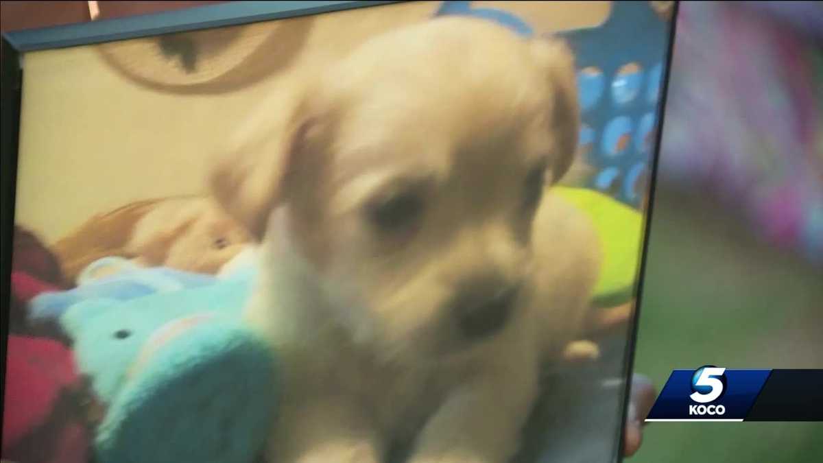 Pack of pit bulls kills 7 month old dog, woman says
