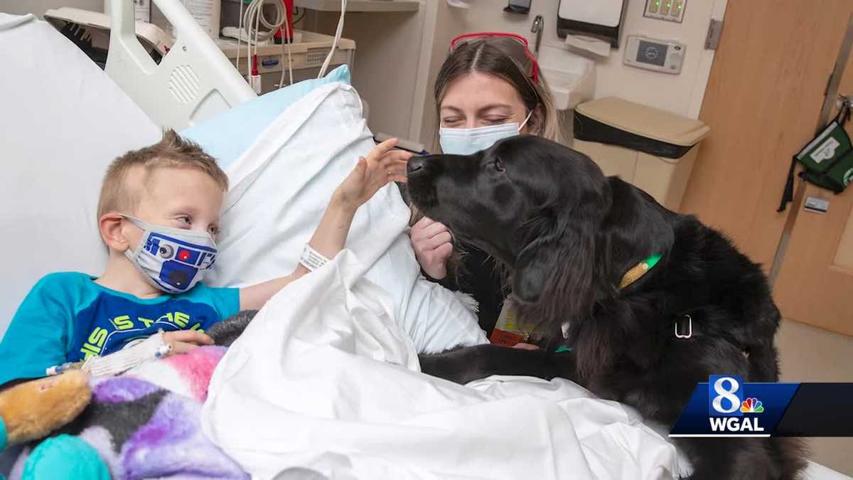 Facility dogs comfort kids at Penn State Health Children's Hospital
