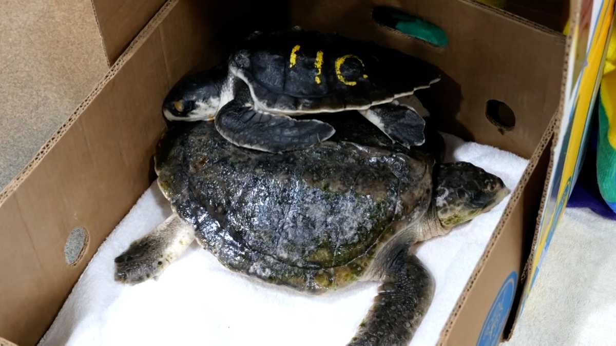 More than 100 cold-stunned sea turtles rescued from Cape Cod
