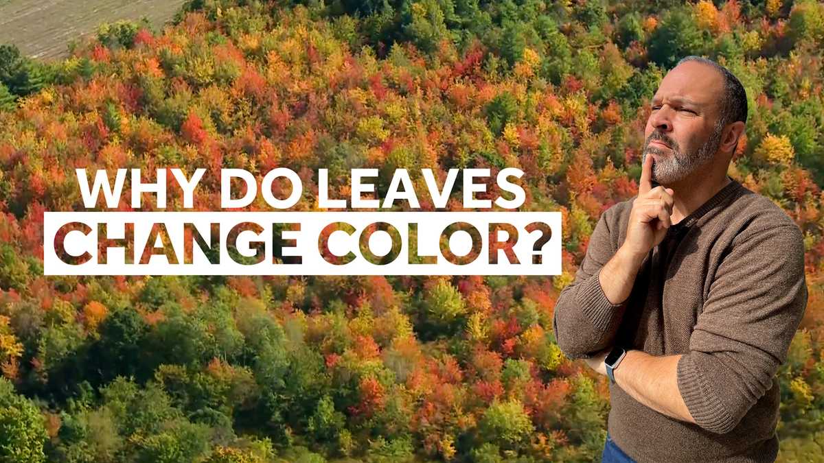 Why leaves change color the science behind fall's vibrant hues