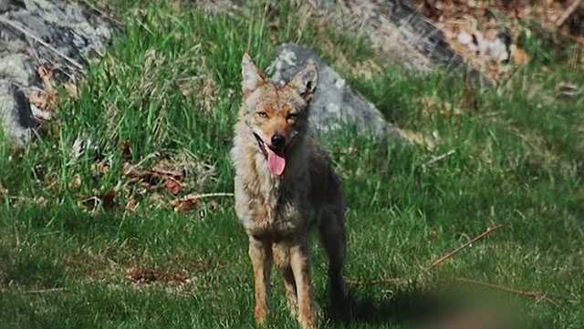Coyote eyed toddler, bit man in the Merrimack Valley, police say
